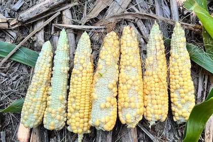 El duro golpe de la sequía en Monte Buey, Córdoba: espigas de maíz que no pudieron completar el llenado de granos