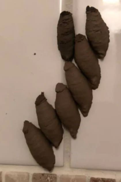 El ecologista y profesor de la Universidad de Sydney Dieter Hochuli confirmó que esas manchas marrones pertenecen a la avispa fangosa