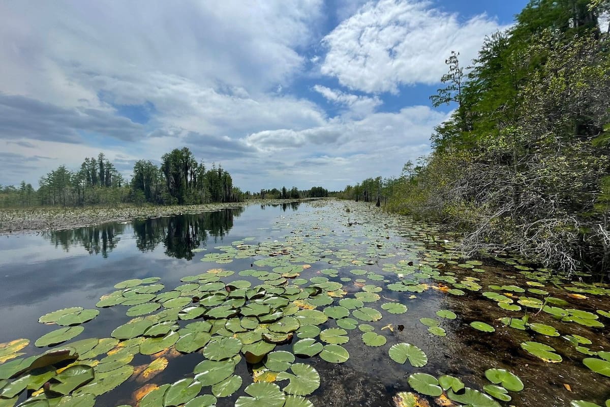 El ecosistema reúne turberas, humedales, sabanas y bosques