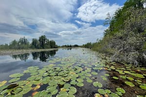 Qué es el pantano Okefenokee, el nuevo Patrimonio Mundial de la Unesco en Georgia