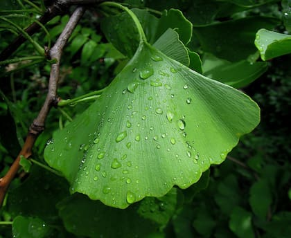El efecto antiinflamatorio de este árbol ayuda a prevenir y calmar el dolor