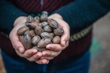El efecto cardioprotector que suelen tener los frutos secos se debe a los efectos lipídicos que contienen