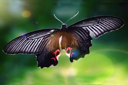 El Efecto mariposa ha inspirado a escritores, cineastas, artistas y también a científicos