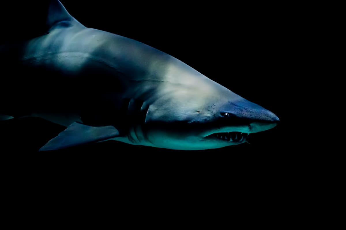 El ejemplar atacó al joven de Miami-Dade, quien tuvo que ser trasladado en helicóptero para recibir atención médica (la imagen es ilustrativa y no corresponde a los hechos)