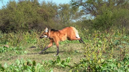 El ejemplar de aguará guazú volviendo a su hábitat natural