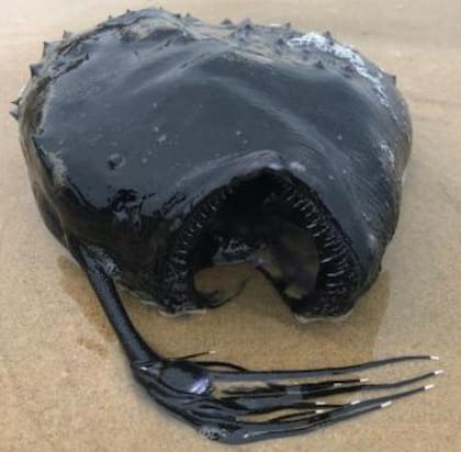 El ejemplar de Diablo del Mar que apareció en la playa de Crystal Cove.