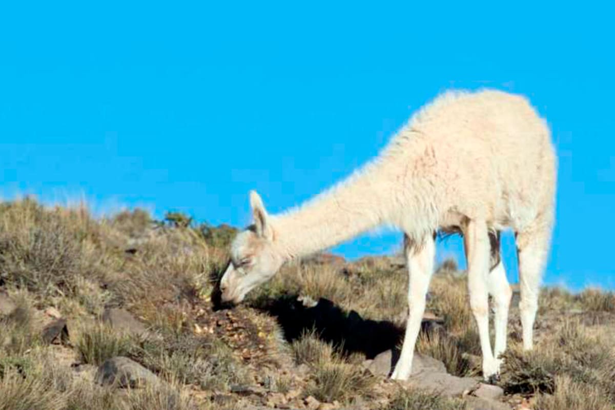 El ejemplar de guanaco albino pastando en medio de un paisaje con cielo diáfano