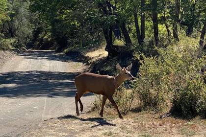 El ejemplar de huemul fue visto en los alrededores del lago Queñi.