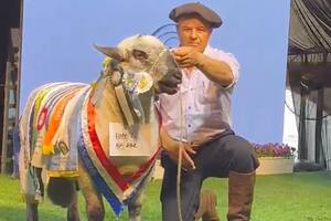 Se vendió en 80.000 dólares un ovino y se irá a una cabaña de Uruguay