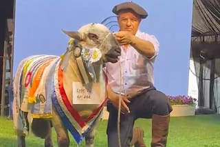 Se vendió en 80.000 dólares un ovino y se irá a una cabaña de Uruguay