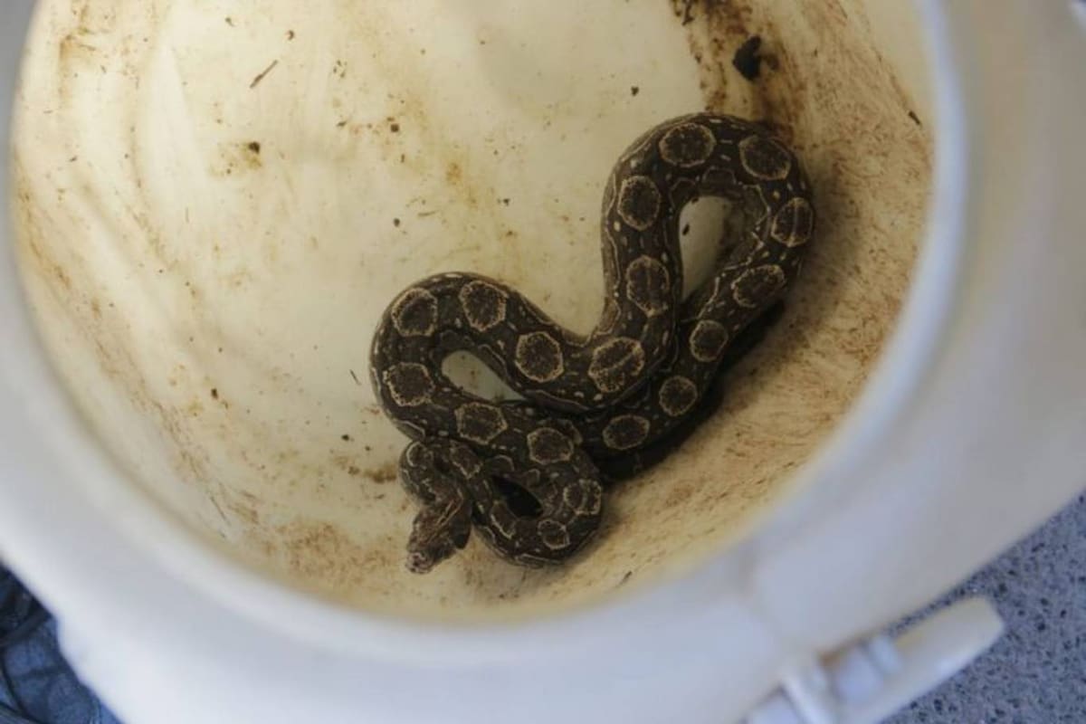 El ejemplar de lampalagua o boa de las vizcacheras ingresó al vehículo por el motor y para sacarla de allí la patrulla ambiental debió desarmar el 70 por ciento del tablero delantero