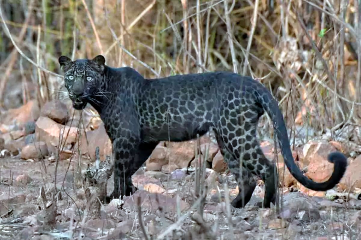 El ejemplar de leopardo negro fue fotografiado en la reserva Tadoba de la India