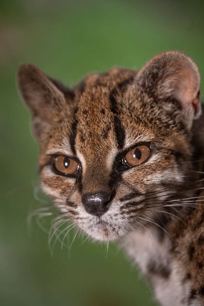 El ejemplar de "Leopardus tilcayo" reside en el Refugio de Animales Senda Verde, en la región de los Yungas de Bolivia