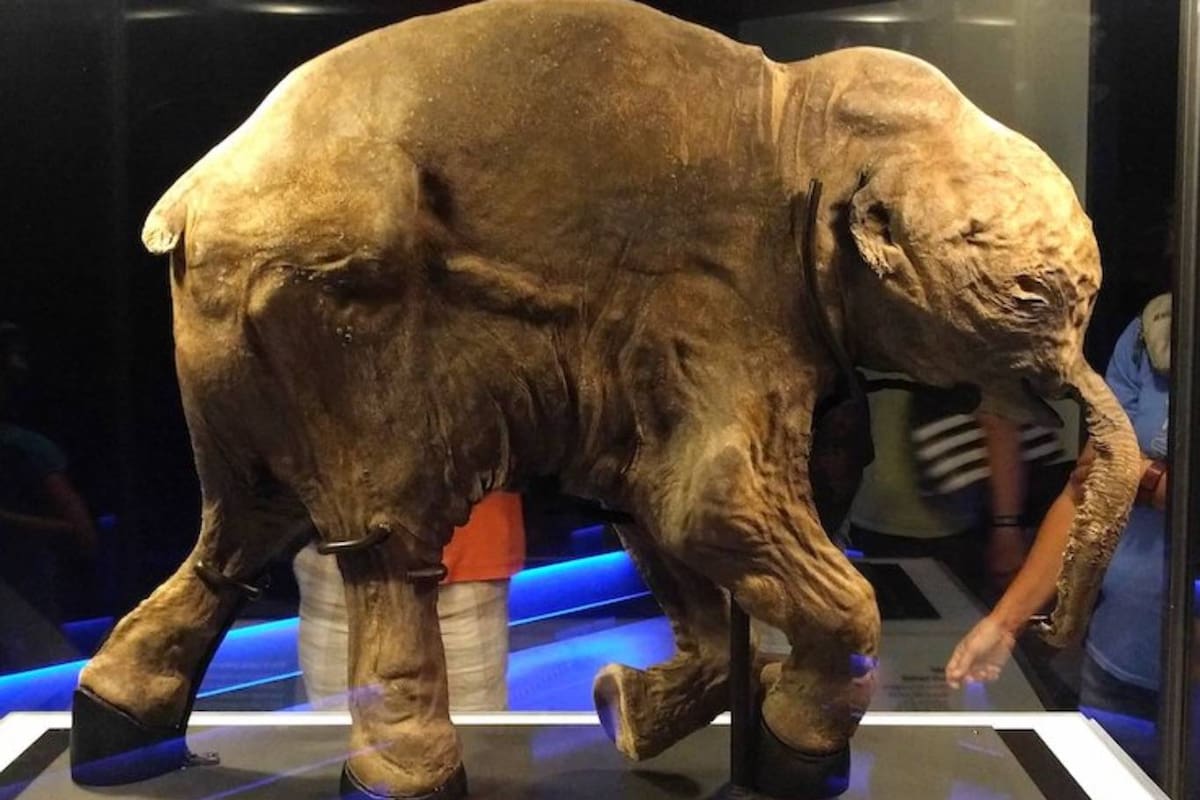 El ejemplar de mamut lanudo bebé hallado en Siberia fue bautizado como Lyuba, tiene unos 42.000 años de antigüedad y es uno de los que mejor conservados está de los que encontró la ciencia en los últimos años