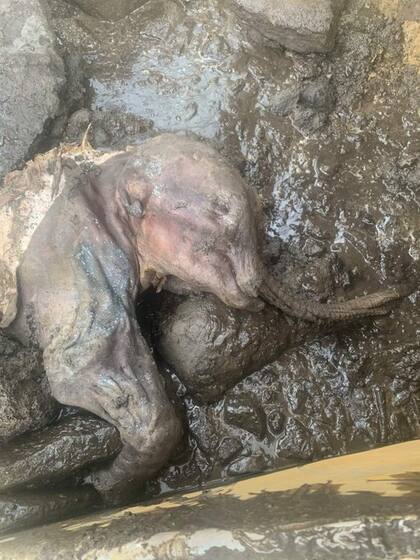 El ejemplar de mamut lanudo hallado en el Yukón, supera los 30.000 años, según los expertos que realizaron un primer examen a los restos