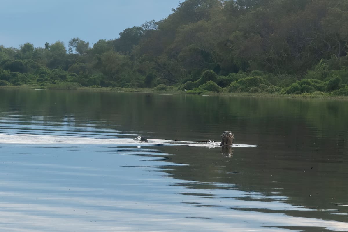 El ejemplar de nutria gigante avistado en el Río Bermejo (Gentileza Sebastián Di Martino)