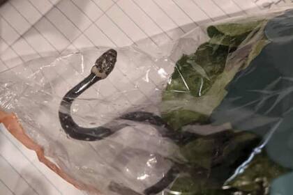 El ejemplar de serpiente cabeza pálida asomó entre dos plantas de lechuga que una pareja de Australia había comprado en un supermercado de la cadena ALDI