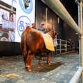 Pagaron $81 millones por el 50% de un ternero colorado Angus de la Patagonia