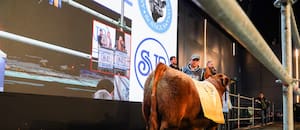 Pagaron $81 millones por el 50% de un ternero colorado Angus de la Patagonia