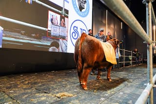 Pagaron $81 millones por el 50% de un ternero colorado Angus de la Patagonia