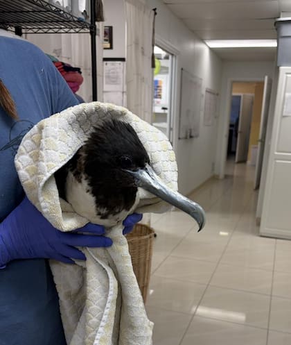 El ejemplar fue encontrado a más de 15 kilómetros de la costa de Florida (Captura: Instagram @keepthemflying)