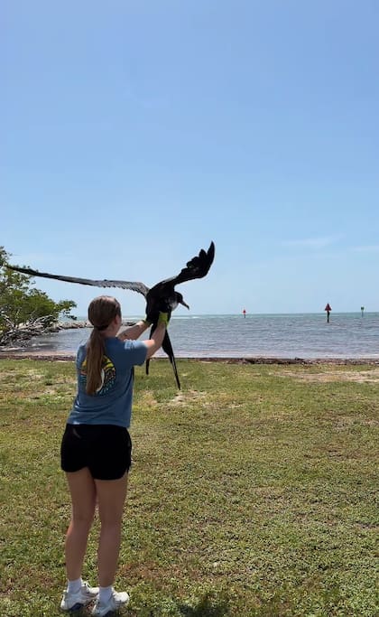 El ejemplar fue liberado el 14 de agosto después de completar su rehabilitación (Captura: Instagram @keepthemflying)