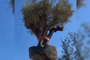 Trasladaron un olivo de 500 años y 6 toneladas a un jardín privado en Valencia