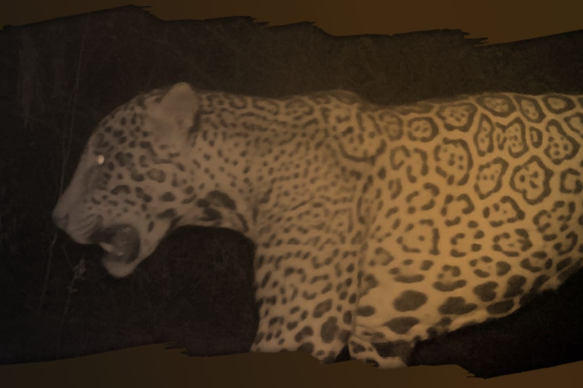 El ejemplar identificado en el parque nacional entusiasmó a los investigadores (Foto: argentina.gob.ar)