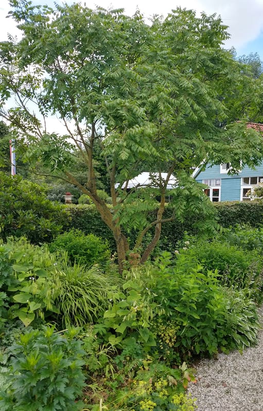 El ejemplar Koelreuteria paniculata usualmente se destina a jardines y patios de variado tamaño.