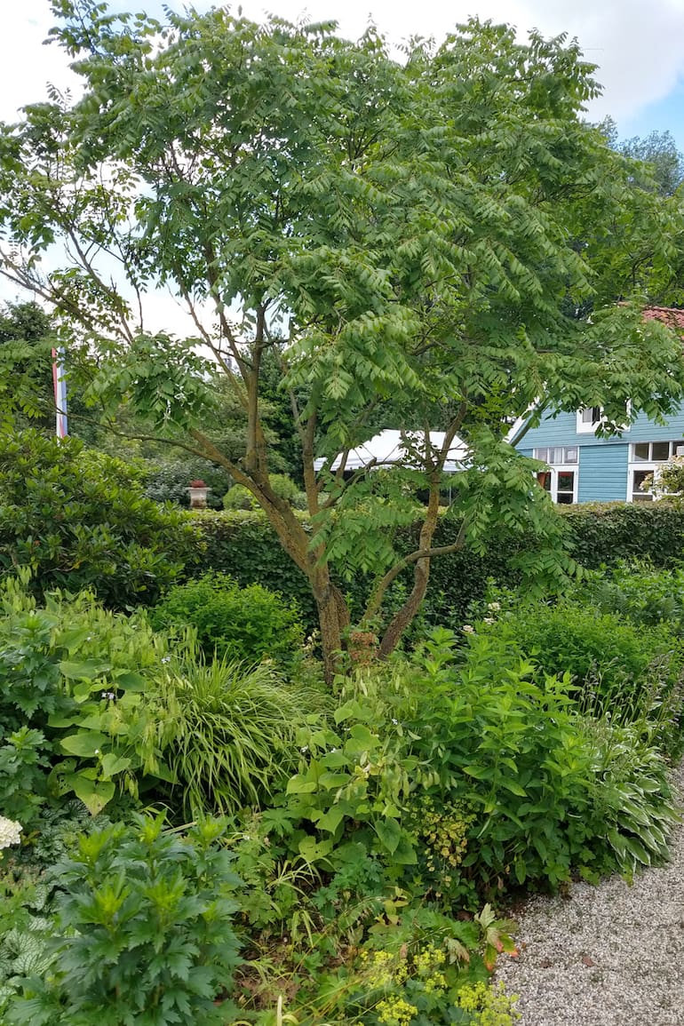 El ejemplar Koelreuteria paniculata usualmente se destina a jardines y patios de variado tamaño.