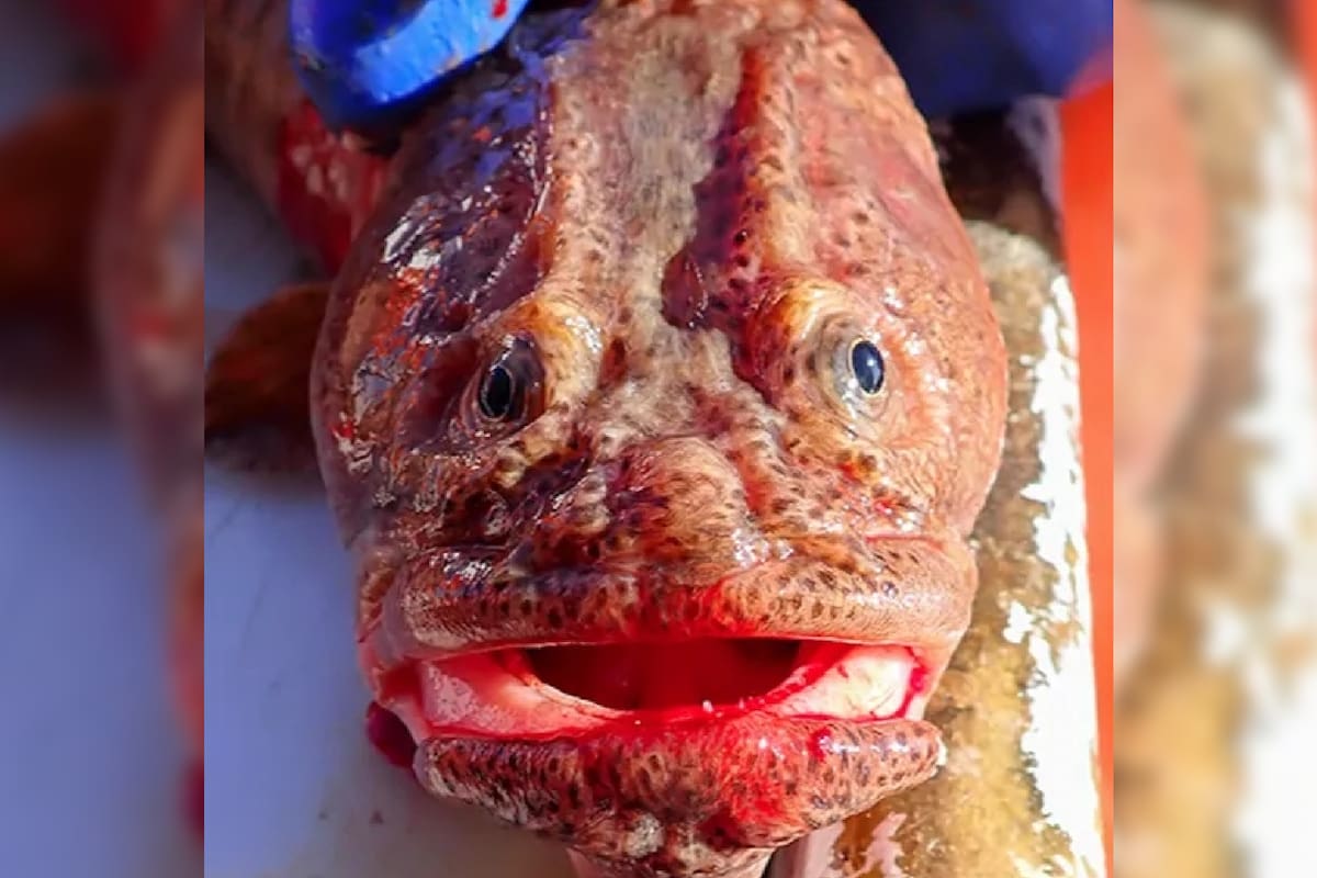 El ejemplar que capturó tenía "cara de enojado"