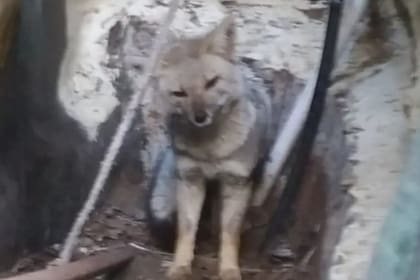 El ejemplar rescatado de una casa de la Costa