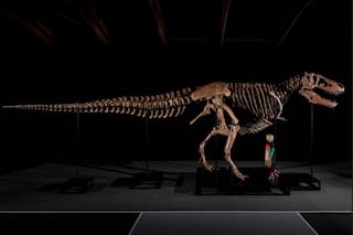 El fósil de un T-Rex encontrado en una granja de EE.UU. y subastado por U$50,1 millones