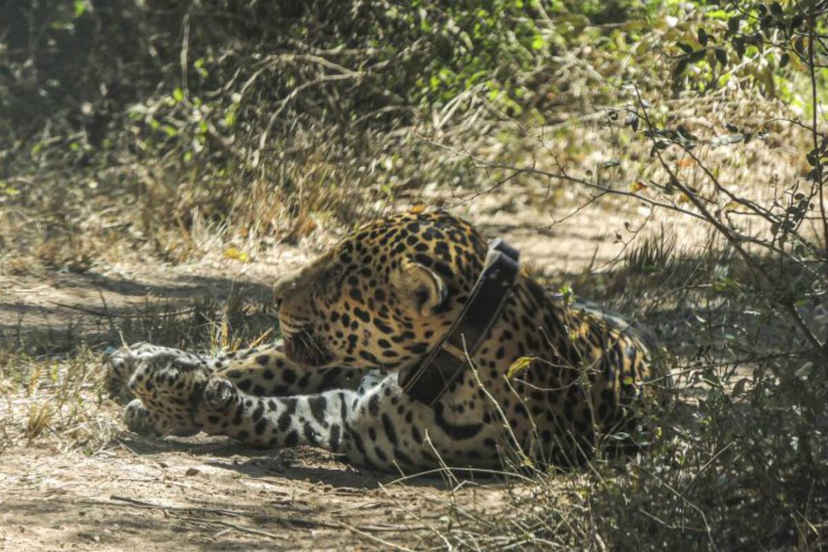El ejemplar, un macho de unos cinco años, fue capturado para poder estudiarlo y monitorearlo una vez que vuelva a la naturaleza