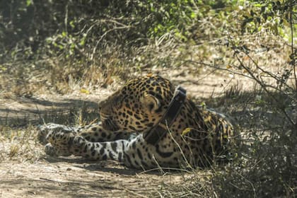 El ejemplar, un macho de unos cinco años, fue capturado para poder estudiarlo y monitorearlo una vez que vuelva a la naturaleza