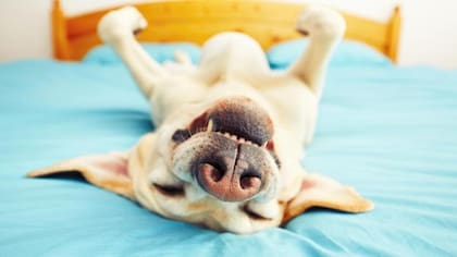 El ejercicio y los juegos son actividades muy saludables para los perros.