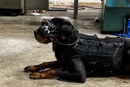 El ejército estadounidense prueba gafas de realidad aumentada en perros para que el guía pueda darle órdenes direccionales mientras se mantiene a distancia