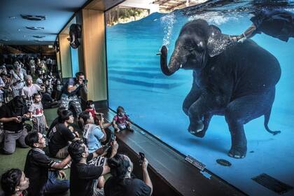 El elefante en la sala de Adam Oswell, Australia