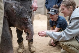 El Zoológico Smithsonian presenta al primer bebé elefante nacido en Washington