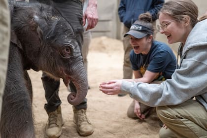 El elefante está en buenas condiciones de salud y pronto estará a la vista de los visitantes del zoológico (Facebook/Zoológico Smithsonian)