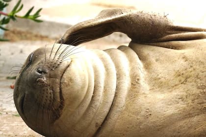 El elefante marino de unos dos años fue hallado en la puerta de su casa el pasado viernes 8 de enero por la periodista Agustina Muda, que hizo un seguimiento de su estadía en tierra en su cuenta de Instagram