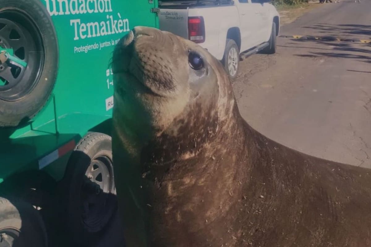 El elefante marino encontrado en Ensenada fue reubicado y liberado en el mar