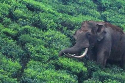 El elefante Padayappa es un héroe local en el estado indio de Kerala