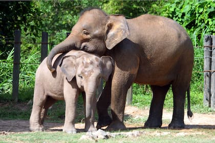 El elefante pigmeo de Borneo fue encontrado sin los colmillos en Malasia