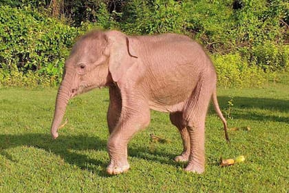 El elefante, que aún no tiene nombre, pesó casi 80 kilos y midió unos 70 centímetros de altura al nacer