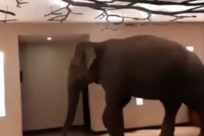 El elefante se volvió viral gracias a que un usuario de las redes compartió el video. Fuente: Twitter.