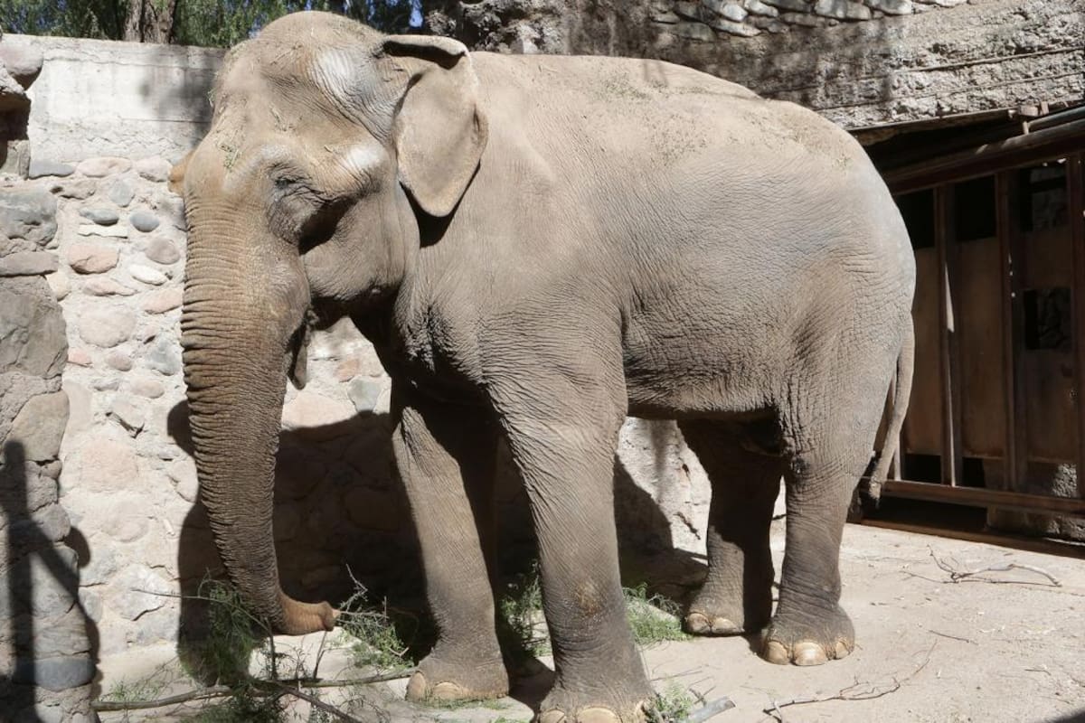 El elefante Tamy será trasladado desde Mendoza a Brasil
