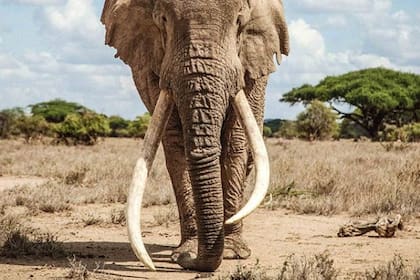 El elefante vivió 50 años en el Parque Nacional Amboseli, en Kenia.