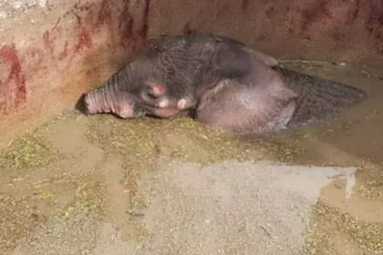 El elefantito se recupera y cuando esté completamente listo será reinsertado en la naturaleza