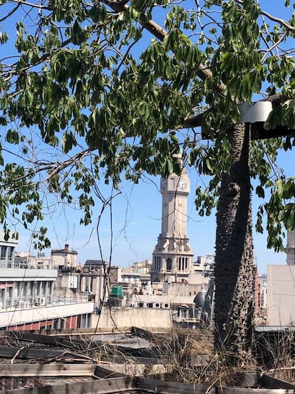 El elemento principal de Florida 40 es un árbol de palo borracho que corona el edificio.